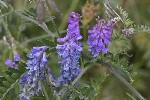 5dt49234 - Vicia cracca