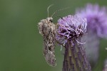 5dt49245 - Chersotis sp.