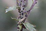 5dt49254 - Aphis fabae