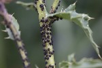 5dt49260 - Aphis fabae