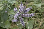 5dt49299 - Mentha longifolia