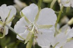 5dt49305 - Chamerion angustifolium