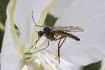 5dt49348 - Rhamphomyia variabilis