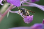 5dt49431 - Vespula vulgaris