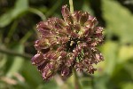 5dt49477 - Laserpitium latifolium