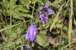 5dt49481 - Campanula rapunculoides