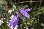5dt49486 - Campanula rapunculoides