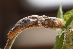 5dt49488 - Puccinia urticata
