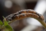 5dt49495 - Puccinia urticata