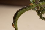 5dt49499 - Puccinia urticata