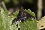 5dt49505 - Hemipenthes velutina