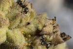 5dt49518 - Aphis verbasci