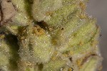 5dt49577 - Aphis verbasci