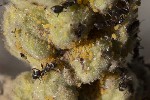 5dt49592 - Aphis verbasci