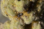 5dt49598 - Aphis verbasci