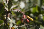 5dt49612 - Berberis vulgaris