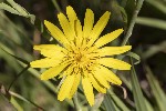 5dt49634 - Tragopogon pratensis