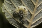 5dt49636 - Acronicta leporina