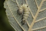 5dt49643 - Acronicta leporina