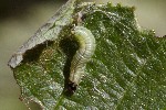5dt49655 - Neurotoma nemoralis