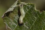 5dt49665 - Neurotoma nemoralis