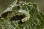 5dt49669 - Neurotoma nemoralis
