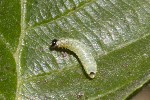 5dt49675 - Neurotoma nemoralis