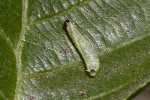 5dt49681 - Neurotoma nemoralis
