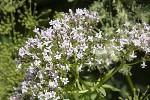 5dt49782 - Valeriana officinalis