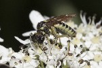 5dt49817 - Tenthredo notha