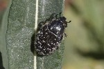 5dt49850 - Oxythyrea funesta