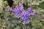 5dt49867 - Vicia cracca