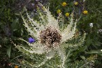 5dt49899 - Cirsium spinosissimum