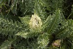 5dt49902 - Cirsium spinosissimum