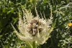 5dt49906 - Cirsium spinosissimum