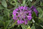 5dt49912 - Pedicularis verticillata