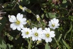 5dt49914 - Cerastium alpinum