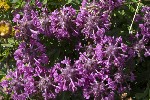 5dt49922 - Pedicularis verticillata