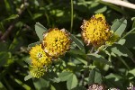 5dt49926 - Trifolium badium