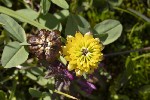 5dt49931 - Trifolium badium