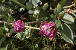 5dt49936 - Ranunculus glacialis
