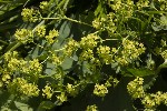 5dt49939 - Alchemilla xanthochlora