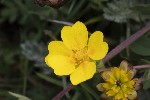 5dt49943 - Potentilla crantzii