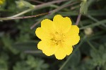 5dt49945 - Potentilla crantzii