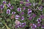 5dt49946 - Thymus praecox