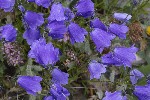 5dt49952 - Campanula scheuchzeri