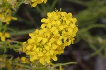 5dt49953 - Sisymbrium austriacum