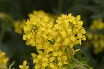 5dt49958 - Sisymbrium austriacum