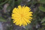5dt49963 - Leontodon hispidus
