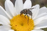 5dt49990 - Hydrophoria lancifer